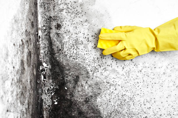 Home Mold Removal in Scanlon, MN