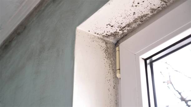 Mold Removal Process in Scanlon, MN