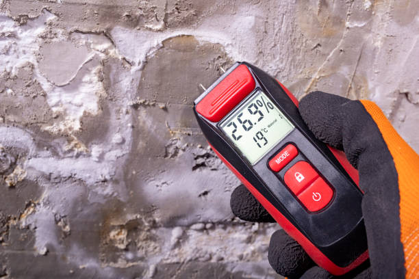 Best Certified Mold Removal  in Scanlon, MN