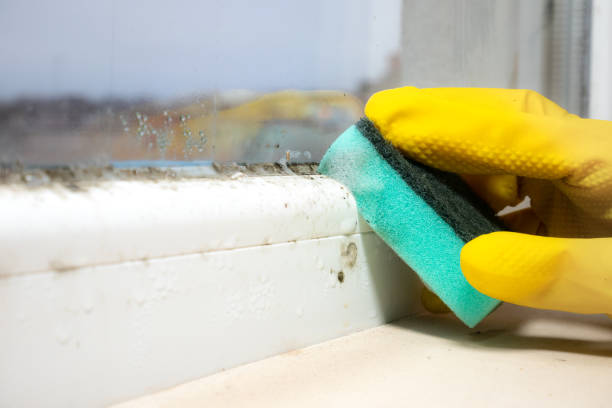 Best Crawl Space Mold Removal  in Scanlon, MN
