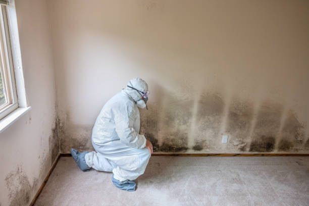 Best Certified Mold Removal  in Scanlon, MN