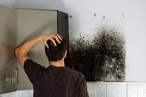 Best Local Mold Removal Service  in Scanlon, MN
