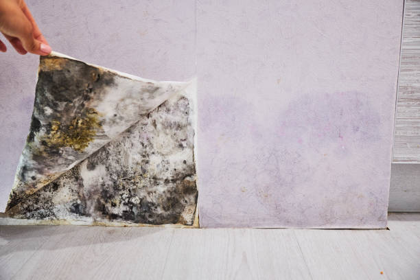 Best Fast Mold Removal  in Scanlon, MN